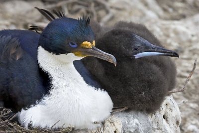 Imperial Shag and chick.jpg