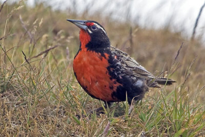 Long-tailed Meadowlark at West Point.jpg