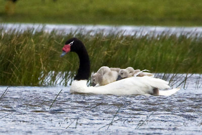 Black-necked Swan and cignets on back.jpg