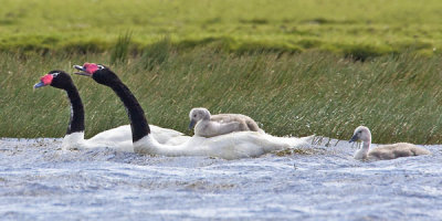 Black-necked swans with cignets.jpg