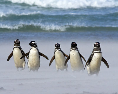 Magellanic Penguins in Sandstorm.jpg