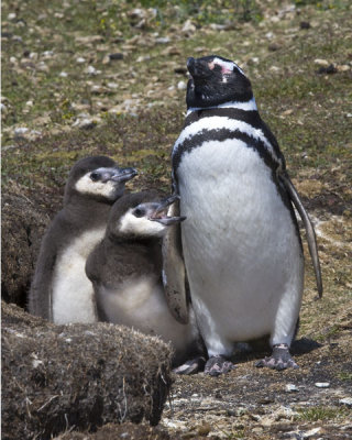 Magellanic Penguin and chicks.jpg