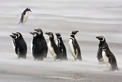 Magellanic penguins and juveniles in sandstorm 2.jpg