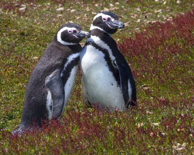 Magellanic penguin pair in red grass.jpg