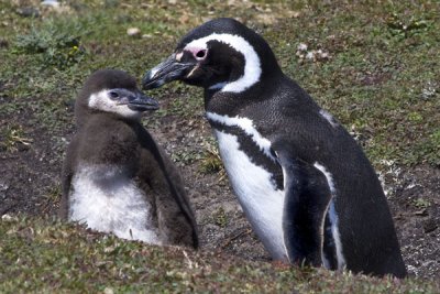 Magellanic penguin and chick.jpg