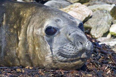 Elephant Seal.jpg