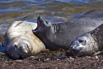 Elephant Seals.jpg