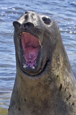 Elephant Seal yawning.jpg
