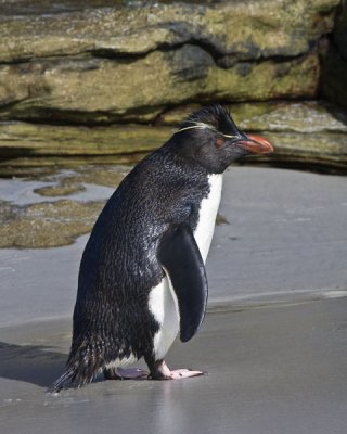 Rockhopper Penguin.jpg