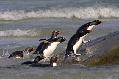 Rockhopper penguins coming up on rock.jpg