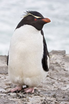 Rockhopper penguin on cliff.jpg