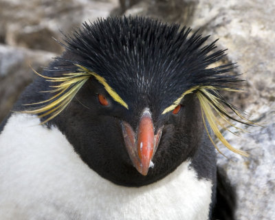 Rockhopper penguin portrait.jpg
