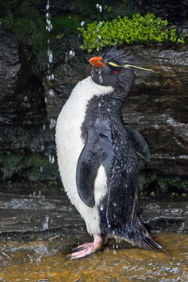 Rockhopper penguin shower 3.jpg
