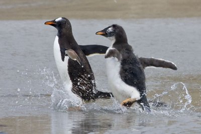 Baby Gentoo chases mom into water.jpg
