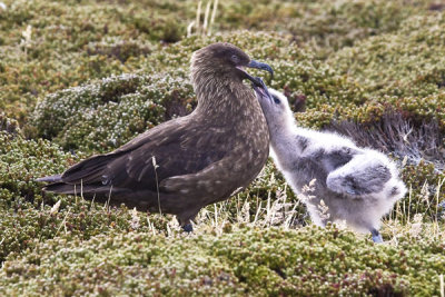 Falkland Skua and chick.jpg