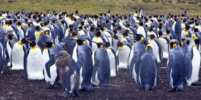 King Penguin rookery at Volunteer Point.jpg