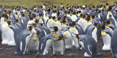 King Penguin rookery 2.jpg
