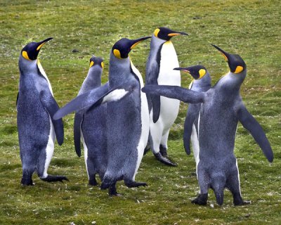 King Penguins slapping flight.jpg
