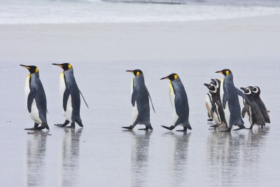 King and Magellanic penguins walking to beach 2.jpg