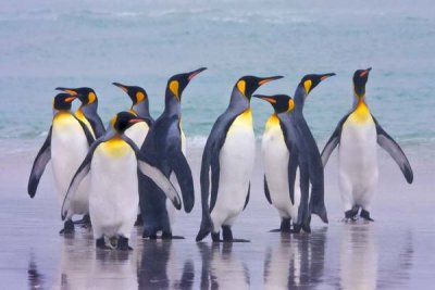 King Penguins on Beach at Volunteer Point.jpg