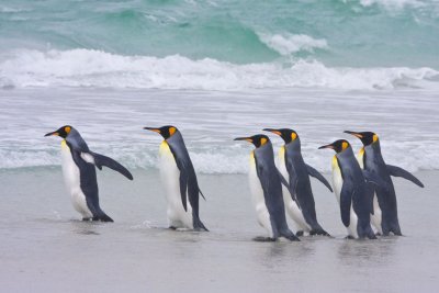 King Penguins walking to the sea.jpg