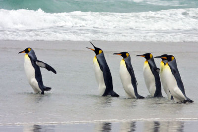King Penguins walking into sea.jpg