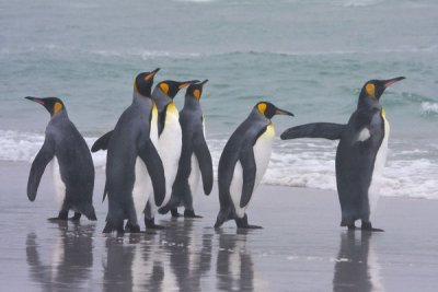 King Penguins by the sea.jpg