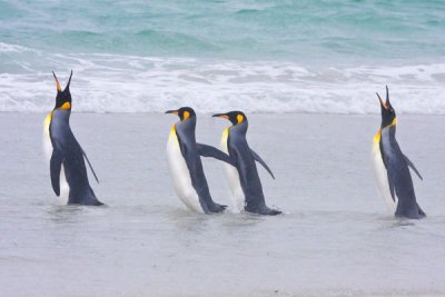 King Penguins at water and 2 calling.jpg