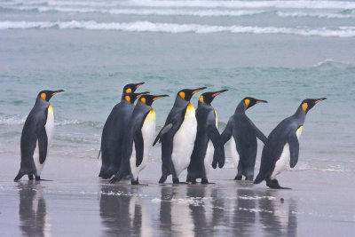 King Penguins about to enter sea.jpg