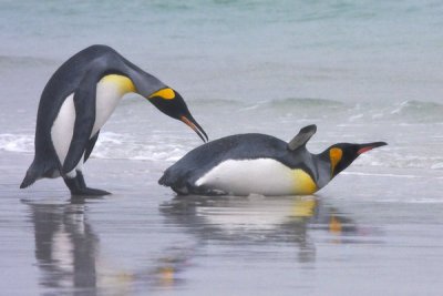 King penguin pair about to enter the water.jpg