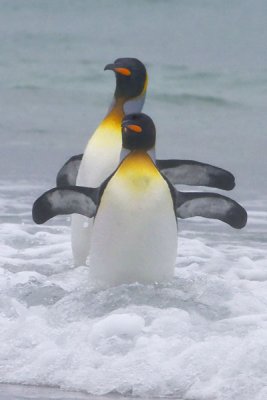 King penguin pair in water.jpg