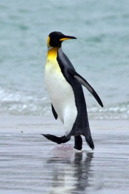 King Penguin coming out spraying.jpg