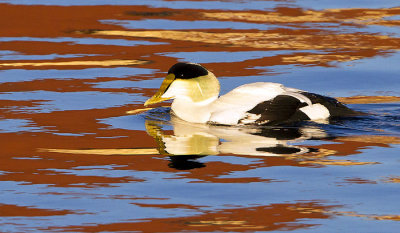 Common Eider and boat reflections.jpg