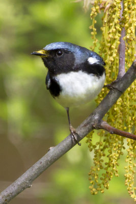 Black-throated Blue warbler.jpg
