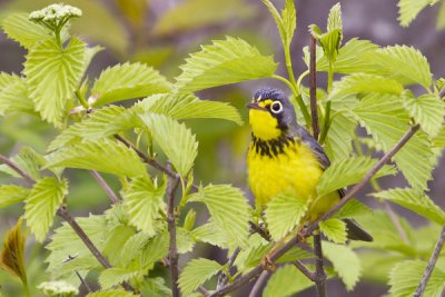 Canada warbler.jpg