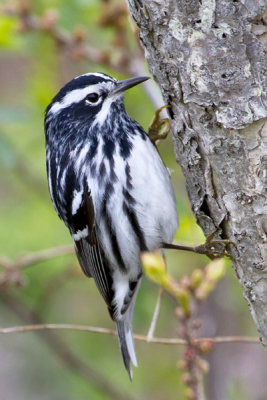 Black and White warbler.jpg