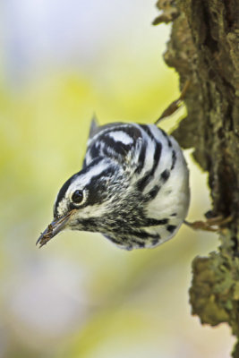 Black and White warbler with spider.jpg