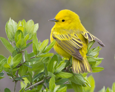 Yellow warbler on green shrub.jpg