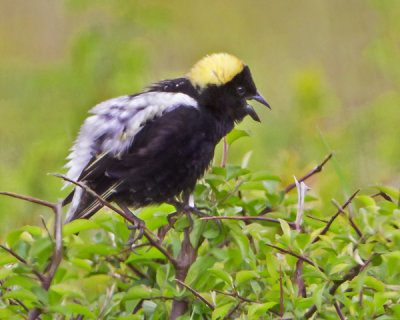 Bobolink singing.jpg