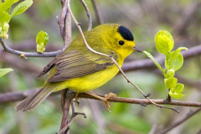 Wilsons warbler.jpg