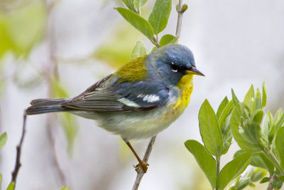 Parula warbler posing.jpg