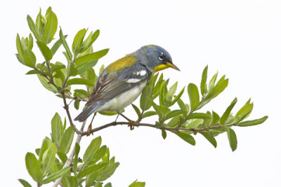 Parula warbler on branch.jpg
