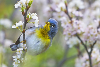 Parula warbler on flowers.jpg