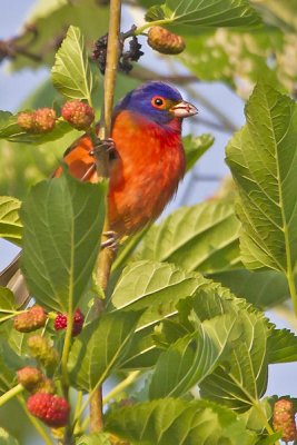 Painted Bunting in berry tree.jpg