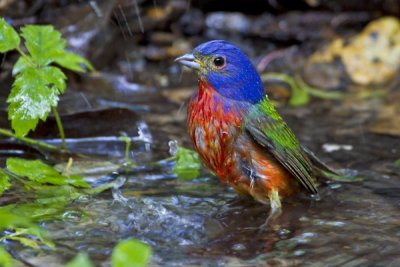 Painted Bunting bathing.jpg