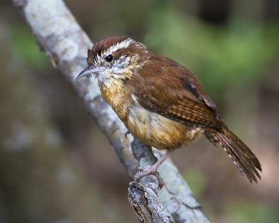 Carolina Wren after bathing.jpg