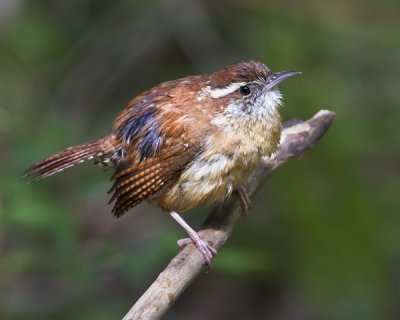 Carolina Wren after bathing 2.jpg