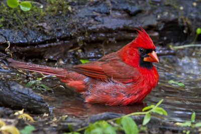 Cardinal bathing.jpg