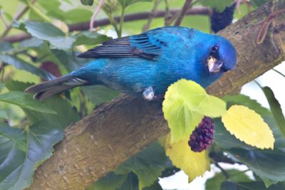 Indigo Bunting and berry.jpg