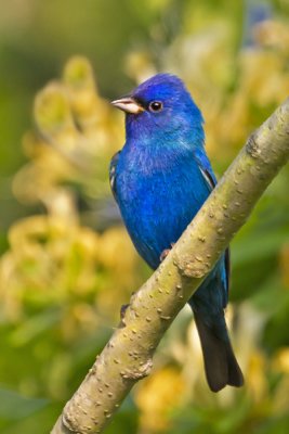 Indigo Bunting posing among yellow flowers.jpg